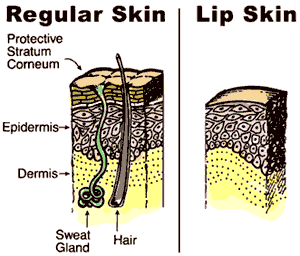 Regular Skin vs Lip Skin